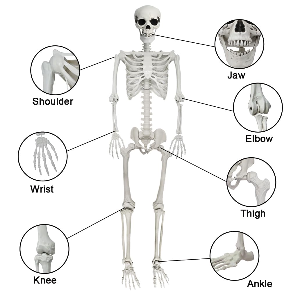 5.9FT Poseable Life Size Skeleton with Movable Joints Y803026