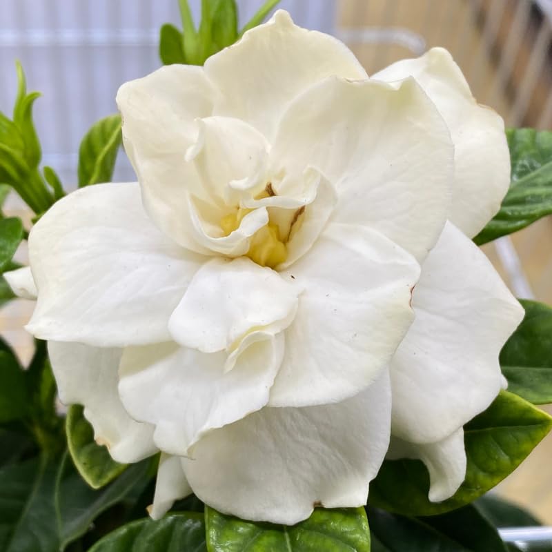 White Flower Gardenia Live Plant in 4 Inch Pot C344874