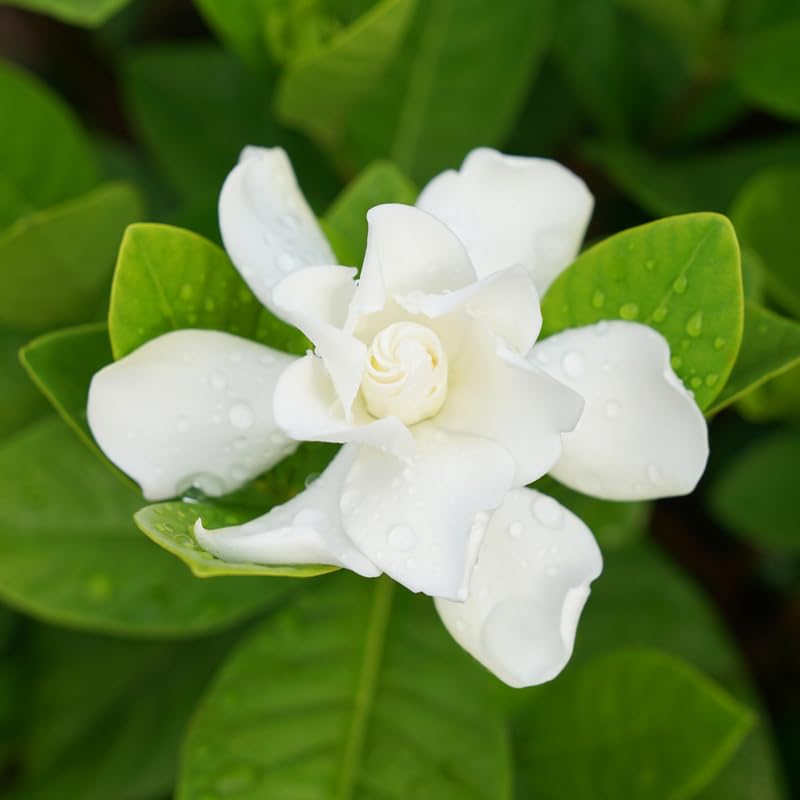 White Flower Gardenia Live Plant in 4 Inch Pot C344874