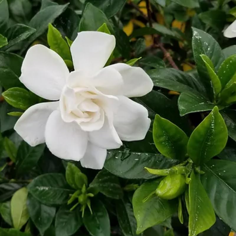 White Flower Gardenia Live Plant in 4 Inch Pot C344874