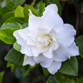 White Flower Gardenia Live Plant in 4 Inch Pot C344874