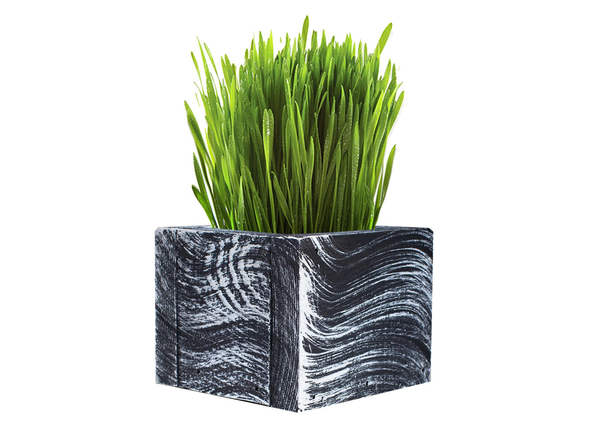 Organic Cat Grass Kit with Planter, Seeds and Soil P546