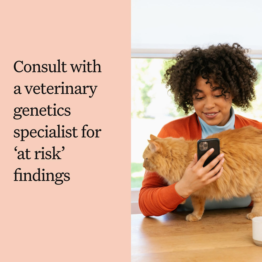 Cat DNA Test Kit, 45 Health Conditions, 1 Pack N82216