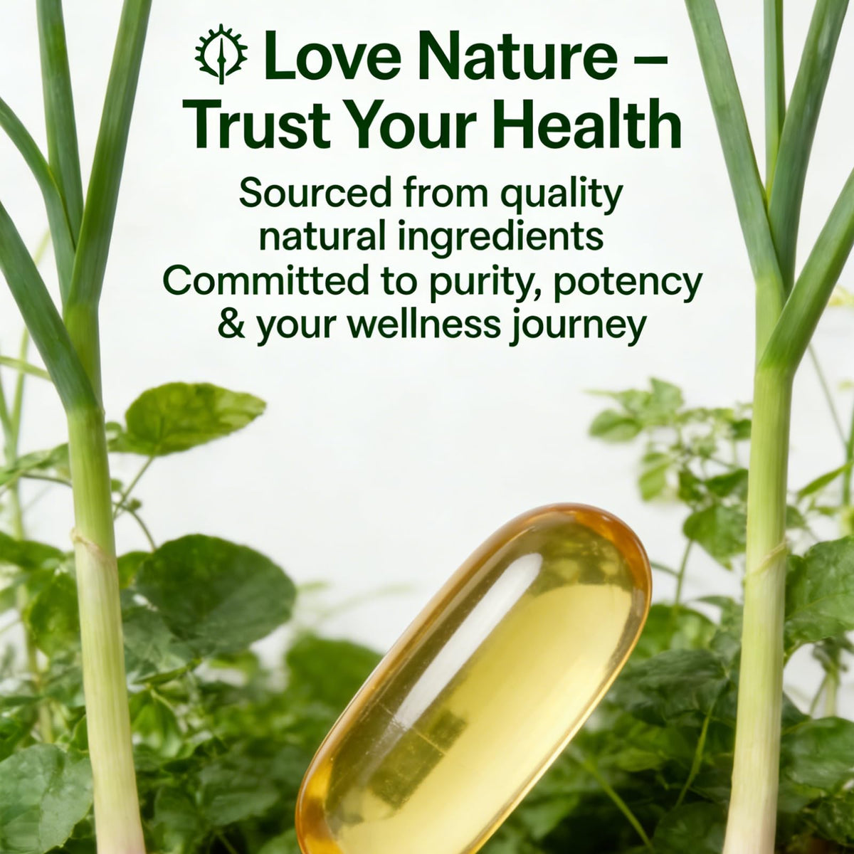 Aged Garlic Extract 300 Softgels C74491