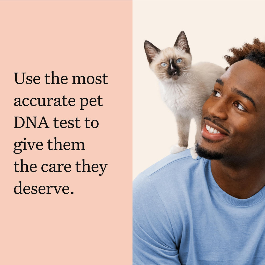 Cat DNA Test Kit, 45 Health Conditions, 1 Pack N82216