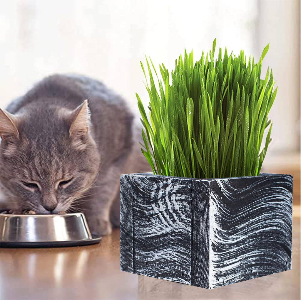 Organic Cat Grass Kit with Planter, Seeds and Soil P546