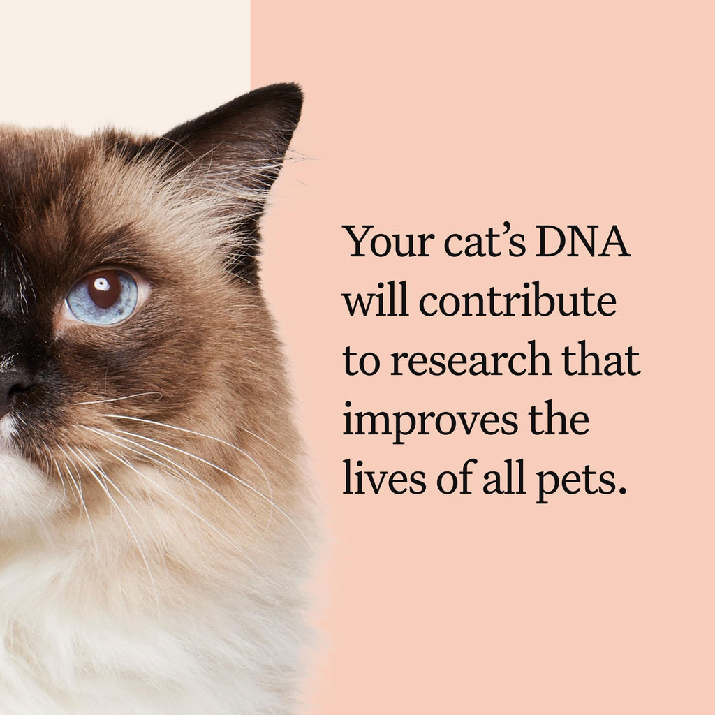 Cat DNA Test Kit, 45 Health Conditions, 1 Pack N82216