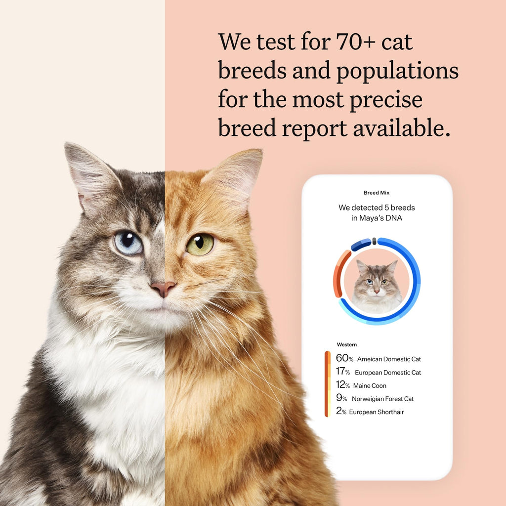 Cat DNA Test Kit, 45 Health Conditions, 1 Pack N82216